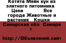 Котята Мейн-кун из элитного питомника › Цена ­ 20 000 - Все города Животные и растения » Кошки   . Самарская обл.,Самара г.